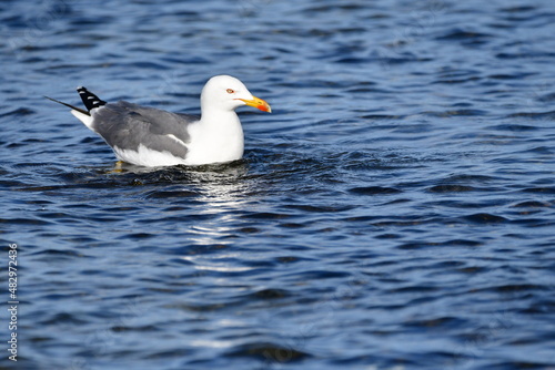 GAVIOTA