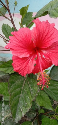 red hibiscus flower