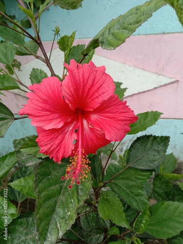 red hibiscus flower