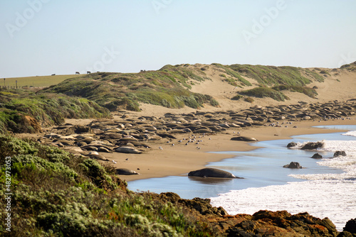 Elephant Seals and Gulls
