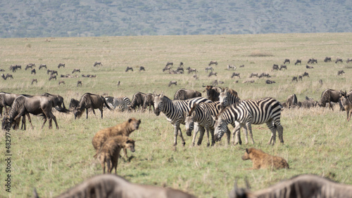zebras and wildebeest