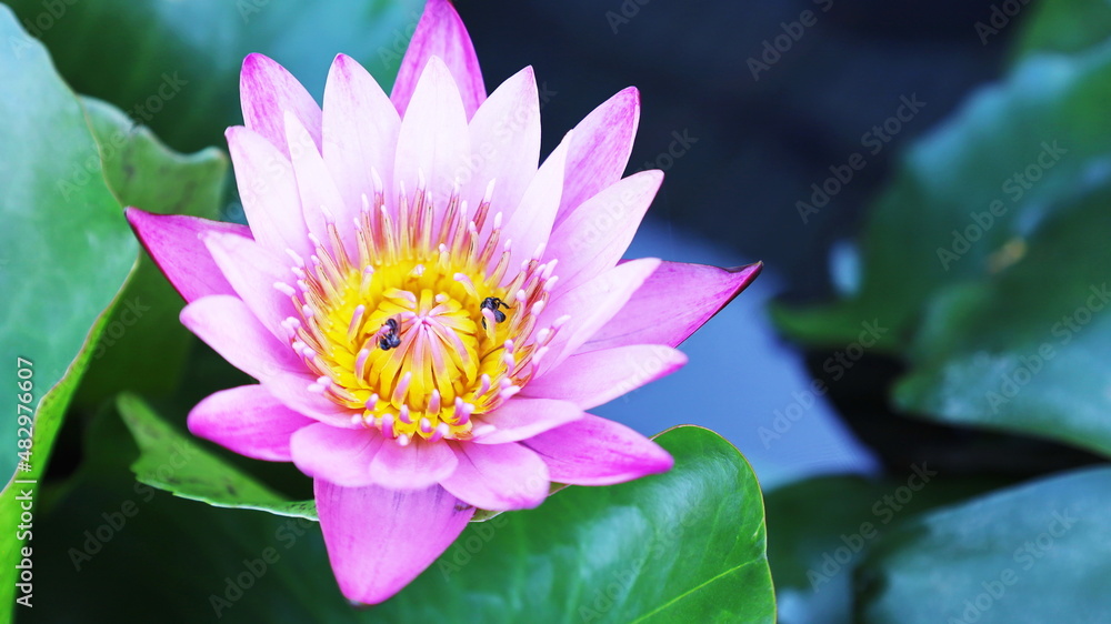 A beautiful pink lotus flower. Water lilies bloom with insects in the pond with copy space. Selective focus A beautiful pink lotus flower. Water lilies bloom with insects in the pond with copy space. Selective focus