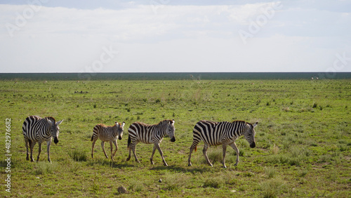 zebras