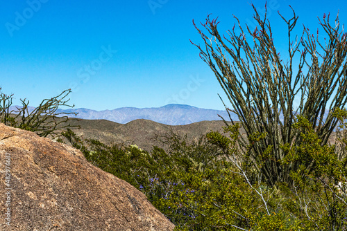 Rocky southern California desert landscape with ocotillo cactus tree in foreground