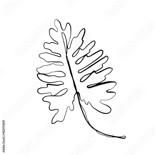 Tropical palm monstera leaves. beautiful hand drawn exotic plants on white background. vector design