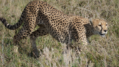 cheetah on the grass