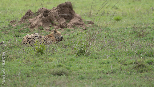 cheetah in the savannah