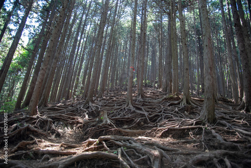 森林 © 德丸力蔵