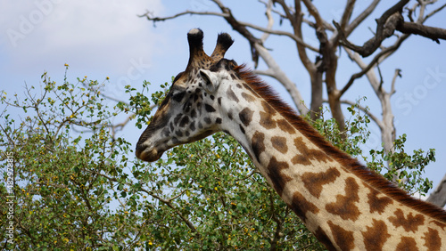 giraffe in the zoo