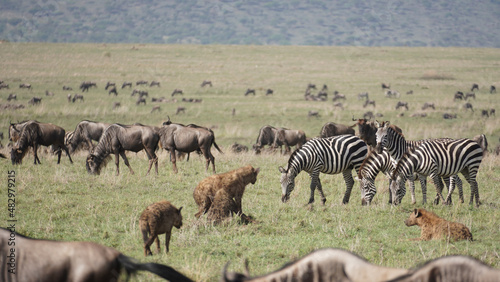 zebras and wildebeest