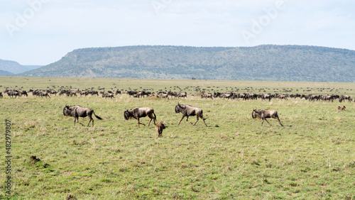 herd of deer great wildebeest migration with zebras and hyenas
