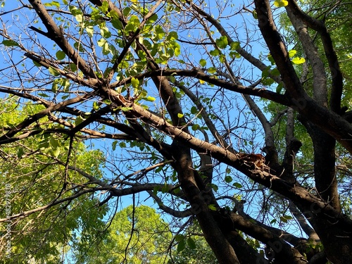 trees in the forest