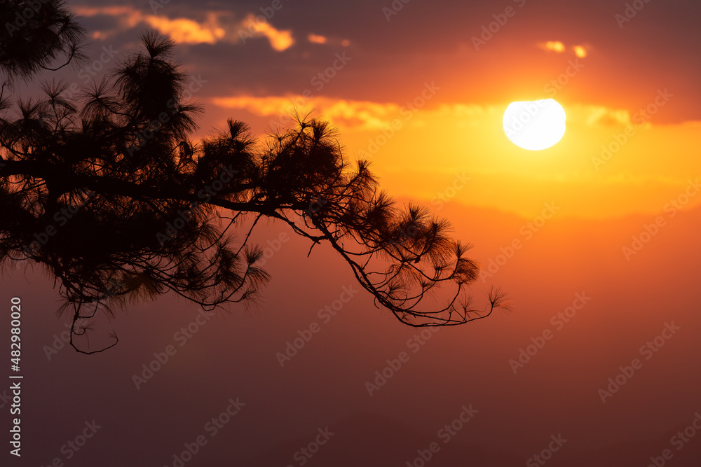Silhouetted tree branch with background of orange sunset sky. Silhouetted tree branch with background of orange sunset sky.