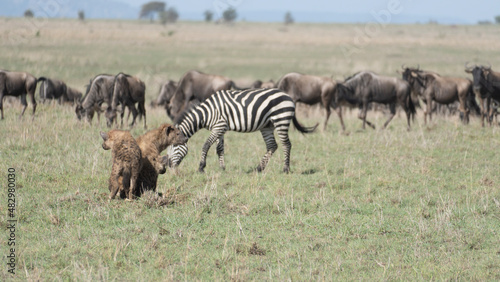herd of zebras with 3 hyenas