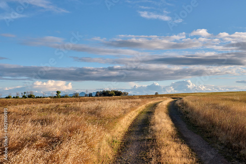 A dirt road going through a field of dry grass under a cloud filled blue sky.