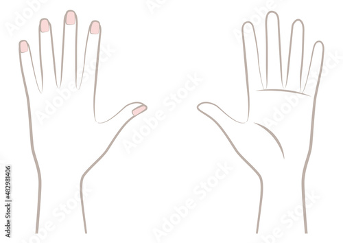女性の左の手のひらと手の甲 photo