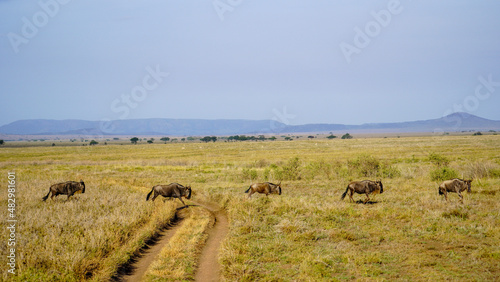 herd of wildebeest © TravelLensPro