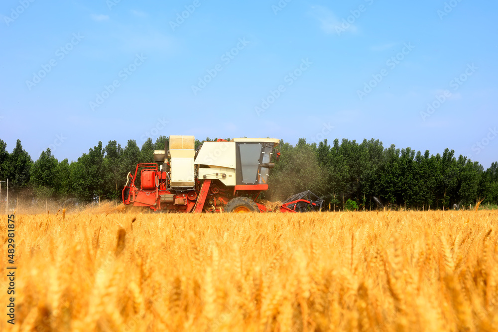 Fototapeta premium combine harvester working on a wheat field