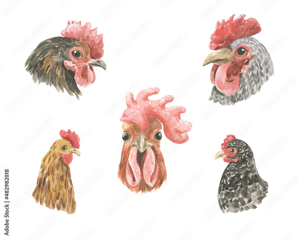 Watercolor illustration of the head of a rooster and a hen of different breeds