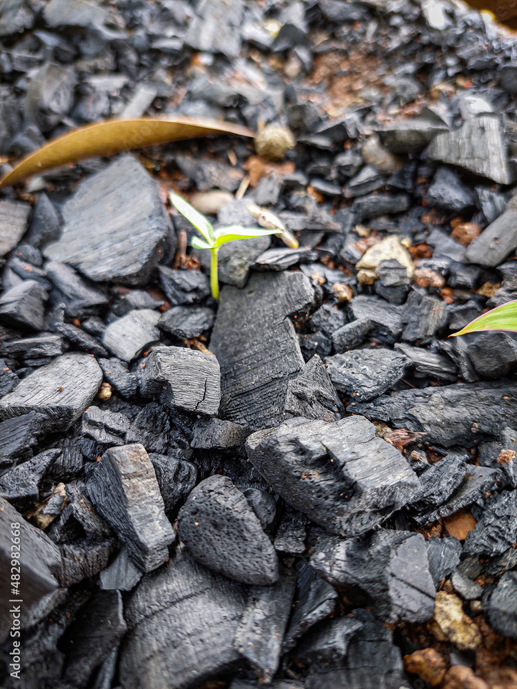 black charcoal which is commonly used for the combustion process black charcoal which is commonly used for the combustion process