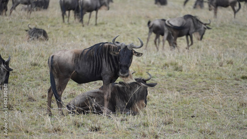 wildebeest