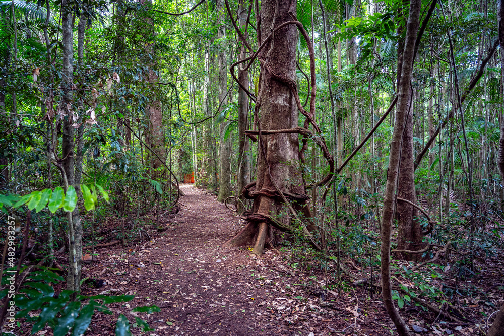 Walking track trough the Mary Cairncross Scenic Reserve, Queensland,. Australia