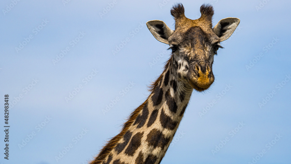 giraffe head shot