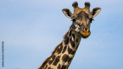 giraffe head shot © TravelLensPro