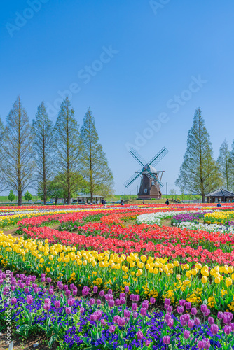 日本の春 千葉県柏市 あけぼの山農業公園のチューリップ