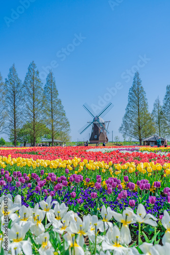 日本の春 千葉県柏市 あけぼの山農業公園のチューリップ