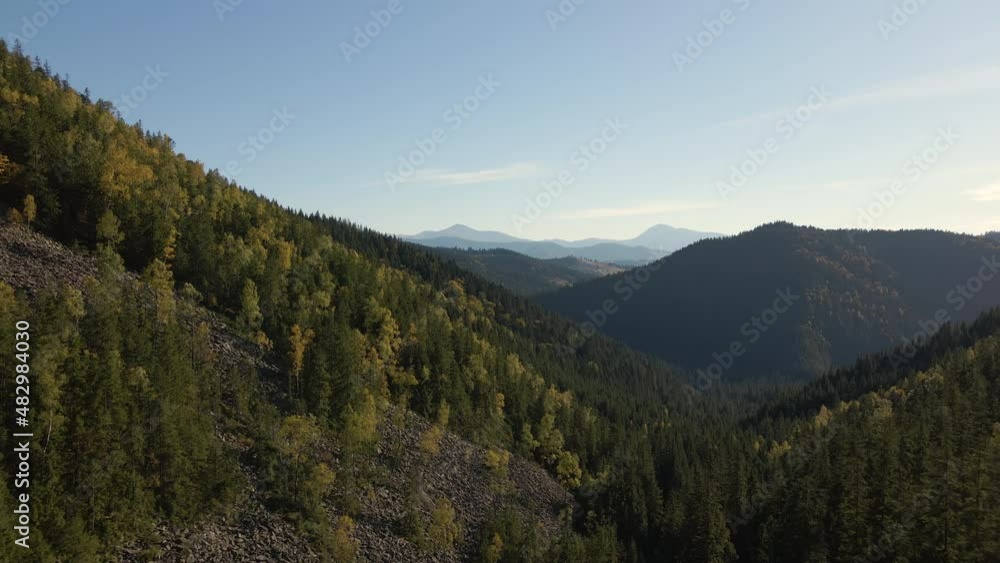Aerial view of hillside with dark spruce forest trees at fall bright day. Beautiful scenery of wild mountain woodland Aerial view of hillside with dark spruce forest trees at fall bright day. Beautiful scenery of wild mountain woodland