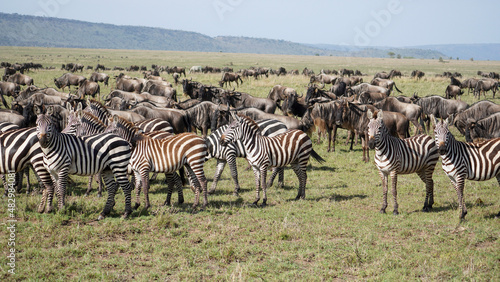 zebras gnus safari serengeti