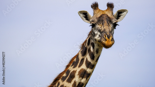 portrait of giraffe