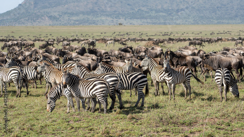 zebras great wildebeest migration Serengeti