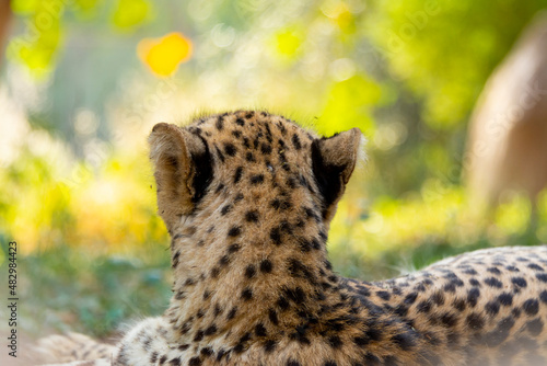 Canvas Print cheetah
