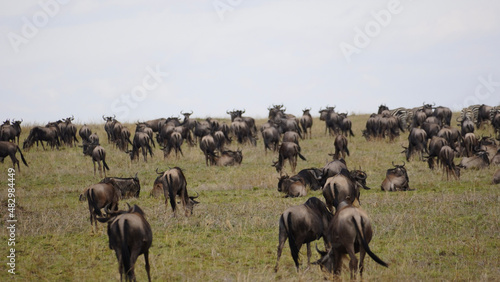Fototapeta Naklejka Na Ścianę i Meble -  herd of wildebeest migration serengeti