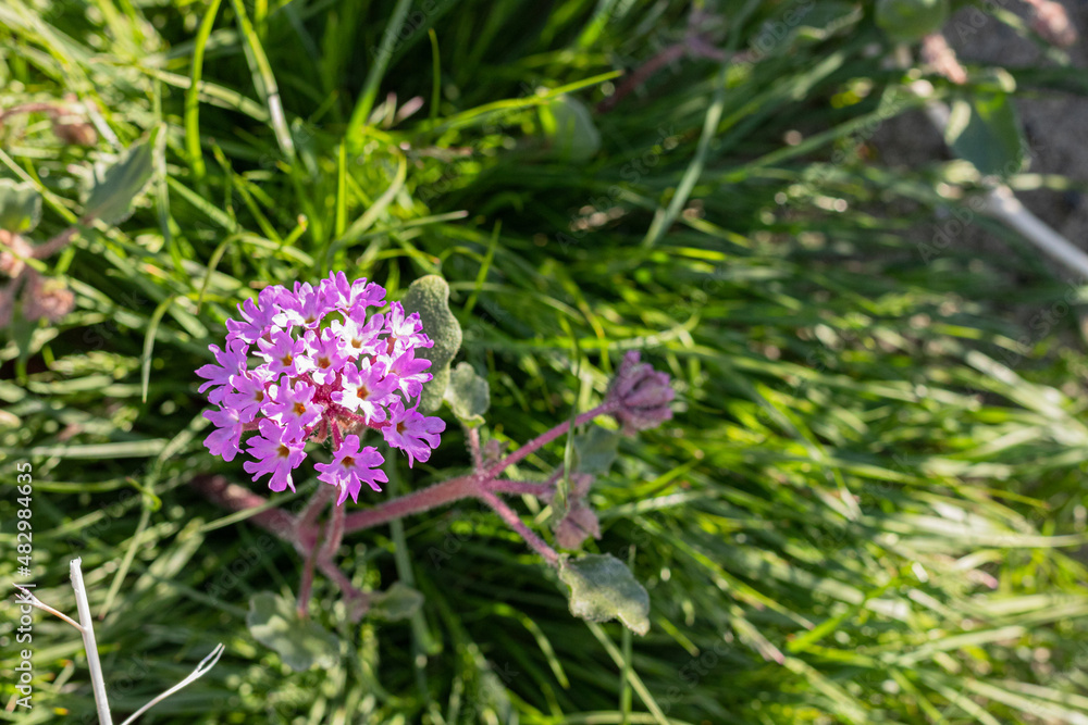 Sand verbena, annual fragrant clustered small springtime pink magenta desert wildflower found in southwest, Joshua Tree, Anza Borrego, Palm Springs, California. Sand verbena, annual fragrant clustered small springtime pink magenta desert wildflower found in southwest, Joshua Tree, Anza Borrego, Palm Springs, California.