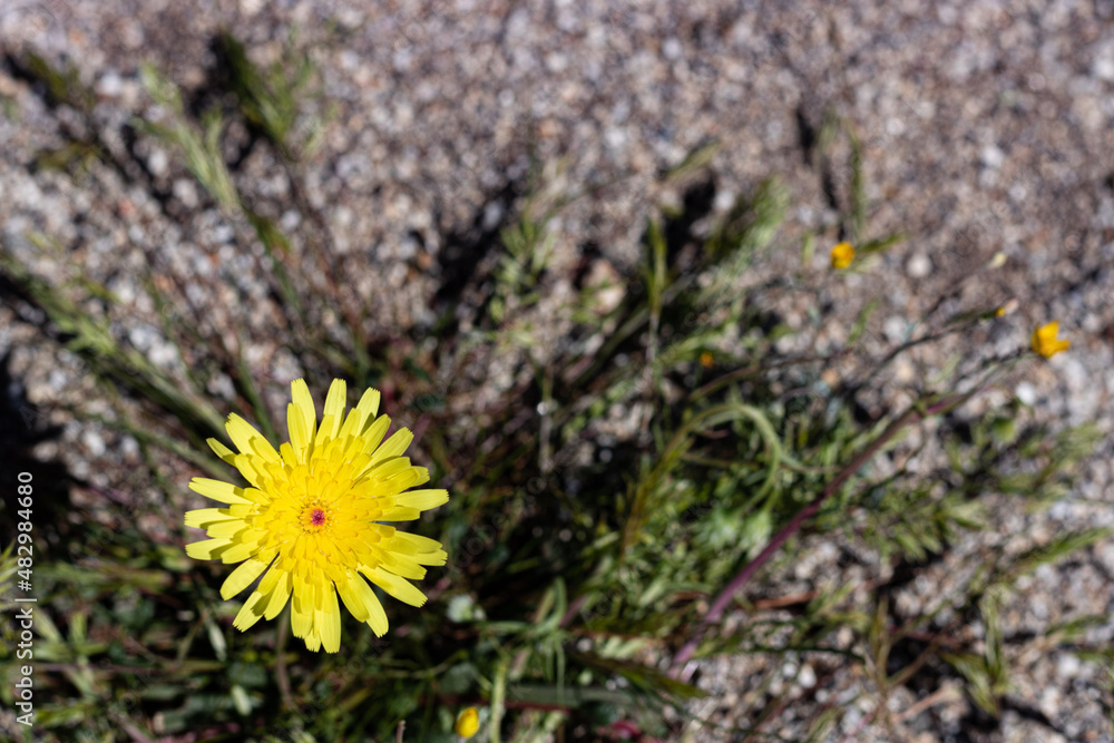 Single bright yellow desert dandelion with red button in the center, springtime wildflower found in southwest arid climate, Anza Borrego and Joshua Tree state park on hiking trails. Single bright yellow desert dandelion with red button in the center, springtime wildflower found in southwest arid climate, Anza Borrego and Joshua Tree state park on hiking trails.