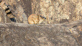 Wildlife Dassies Klippschliefer on the rock