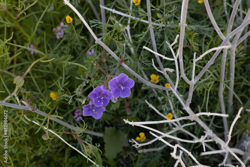 Foto Canterbury Bells a small blue spring annual and biennial wildflower close up drought tolerant native plant