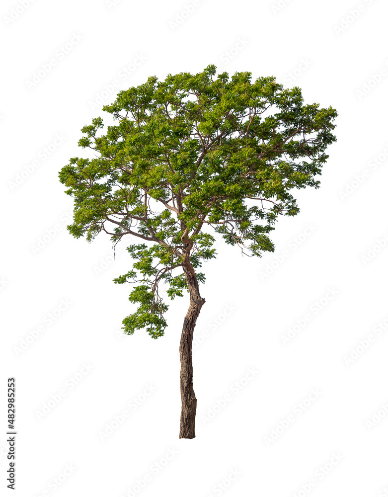 Isolated tree on white background Isolated tree on white background