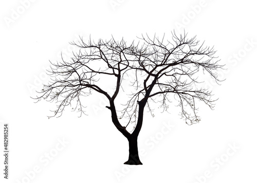 Isolated tree with no leaves or dead tree on white background