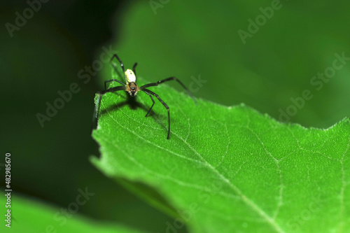 Wallpaper Mural Insects inhabiting wild plants Torontodigital.ca