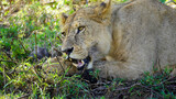 Löwe mit halb offenem Maul und Zähnen am essen im Serengeti Nationalpark Afrika Tanzania