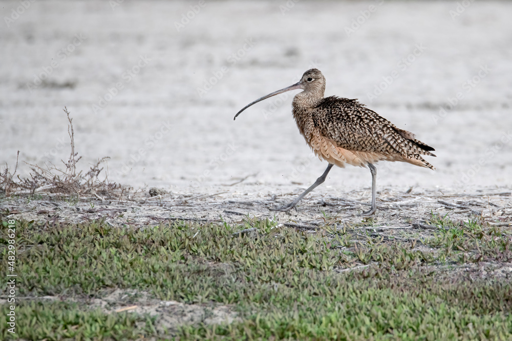 Long billed curlew foraging on land near lake perris Long billed curlew foraging on land near lake perris