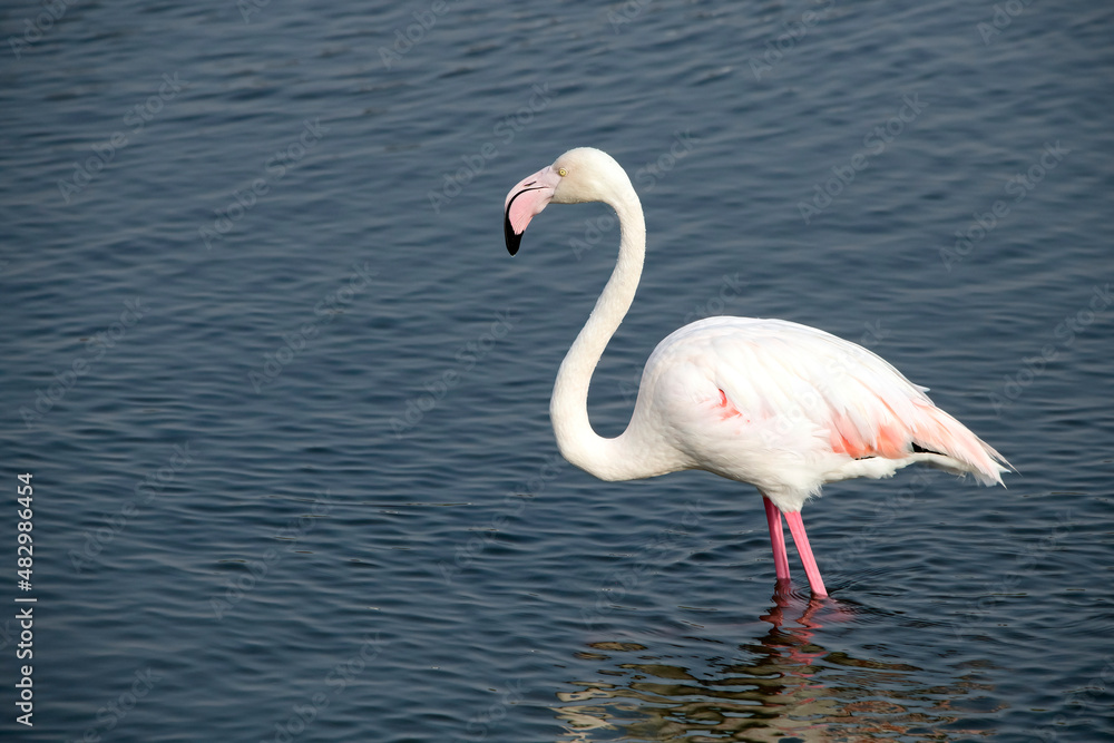 Flamingo in the water in Dubai Creek