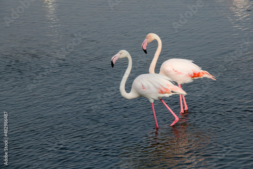 Photography Pair of flamingoes in shallow water of Dubai Creek, Ras al Khor