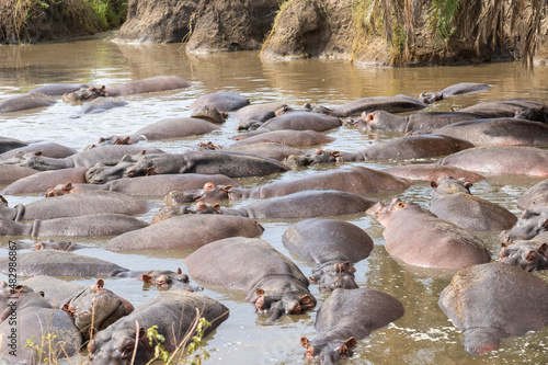 herd of hippos river in the safari serengeti
