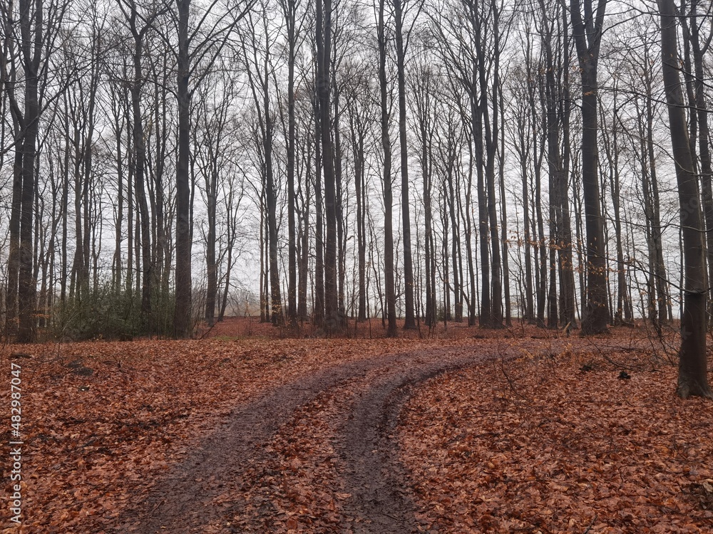 Fototapeta premium path in the forest