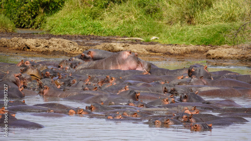 hippo in the river